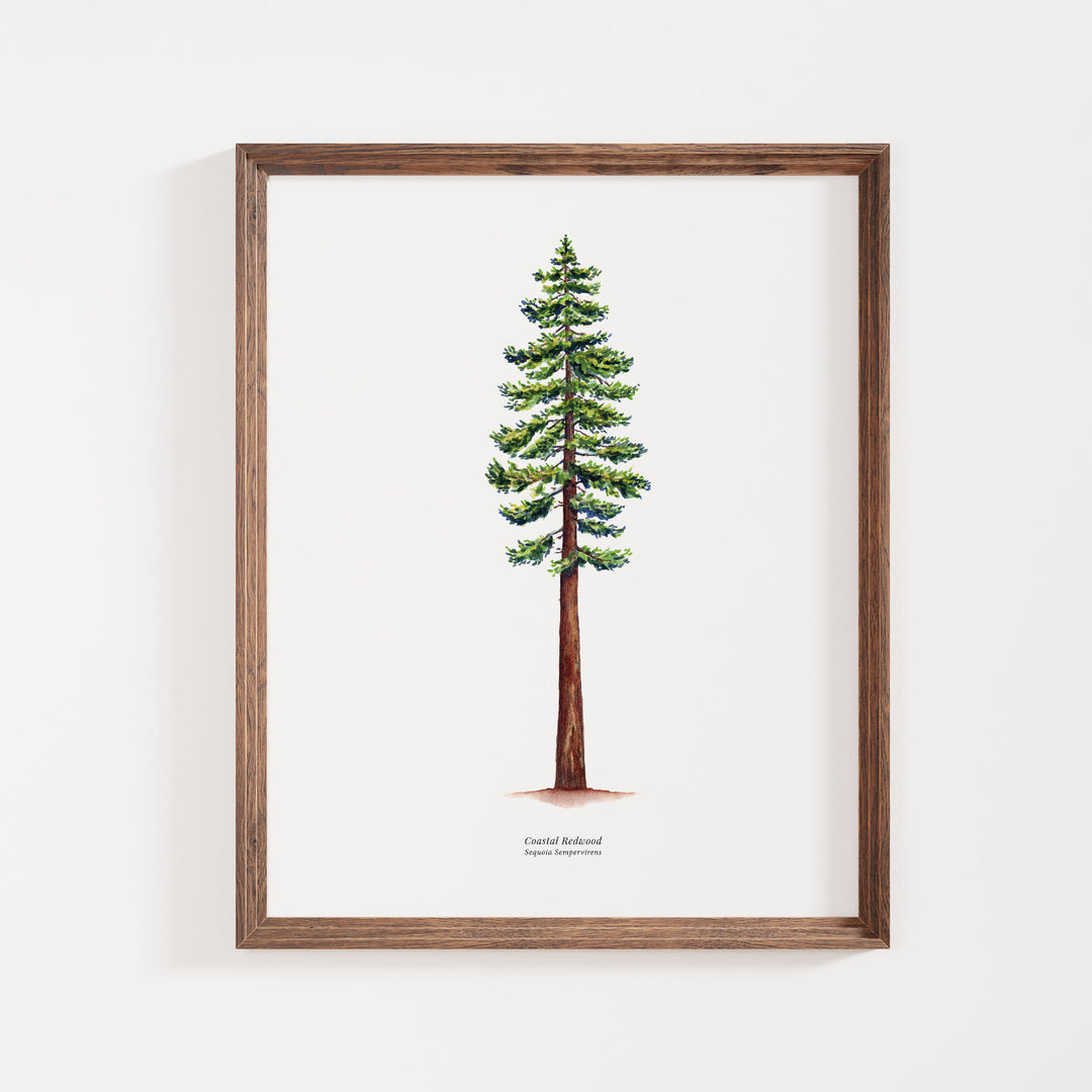 California Coastal Redwood Tree