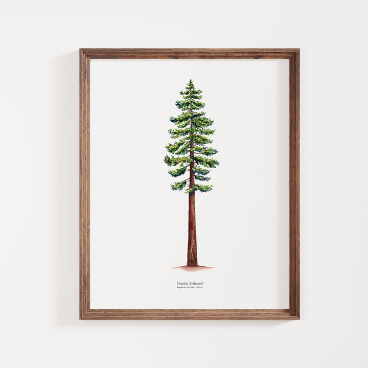 California Coastal Redwood Tree