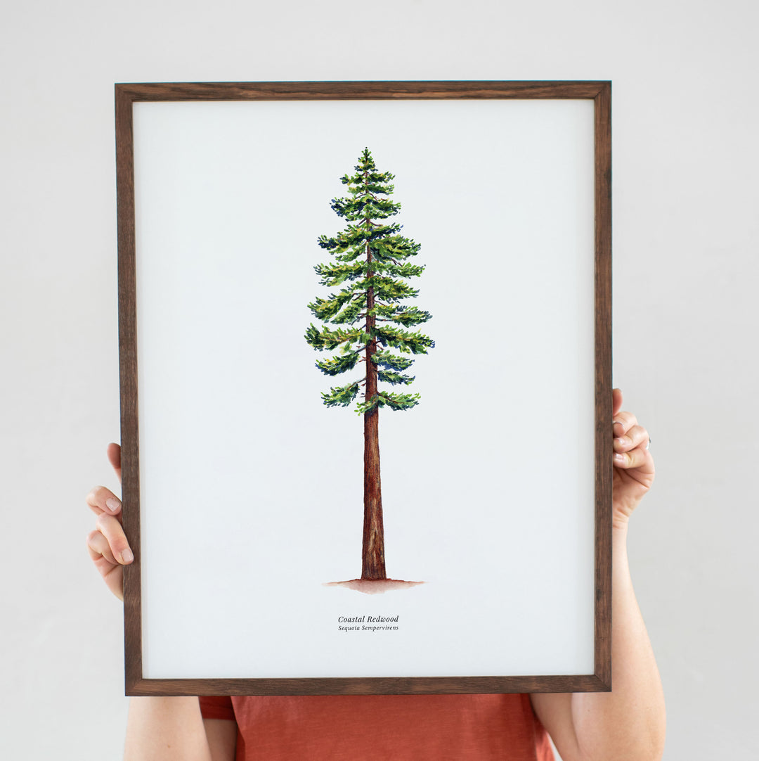 California Coastal Redwood Tree