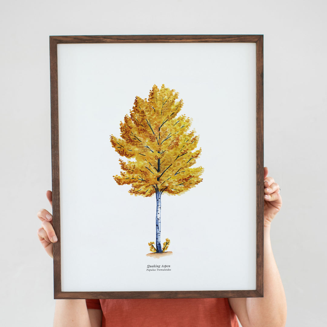 Quaking Aspen Tree
