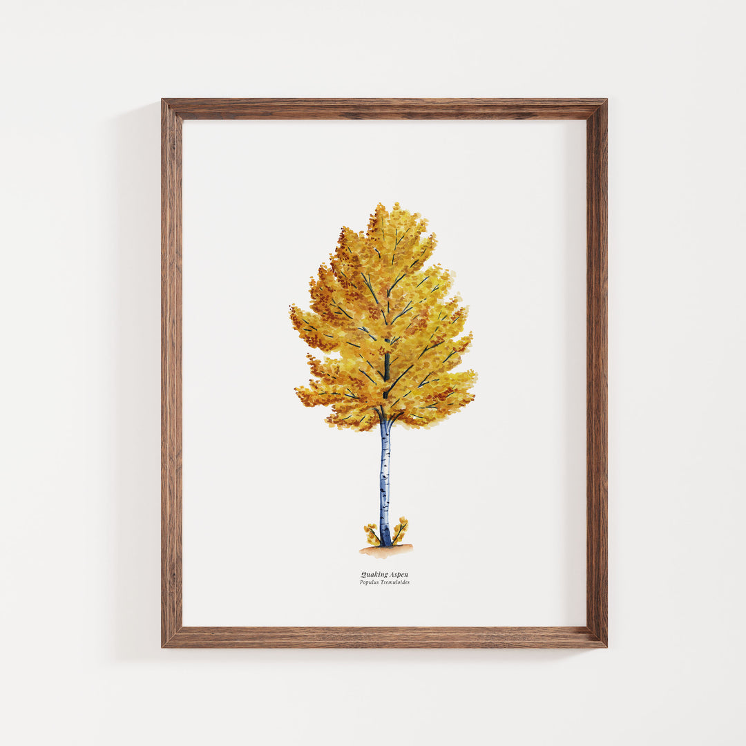 Quaking Aspen Tree