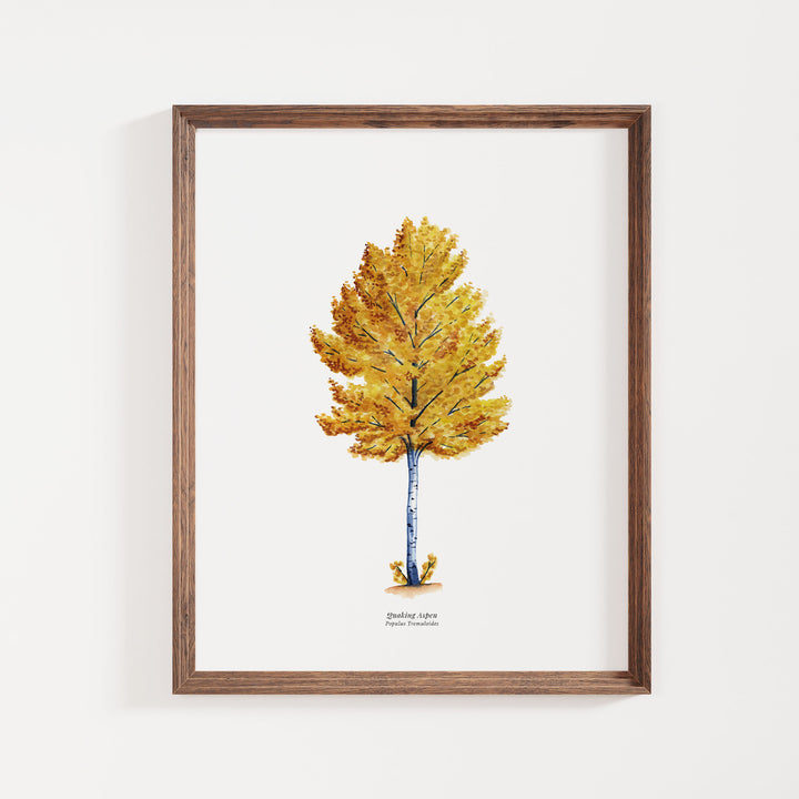 Quaking Aspen Tree