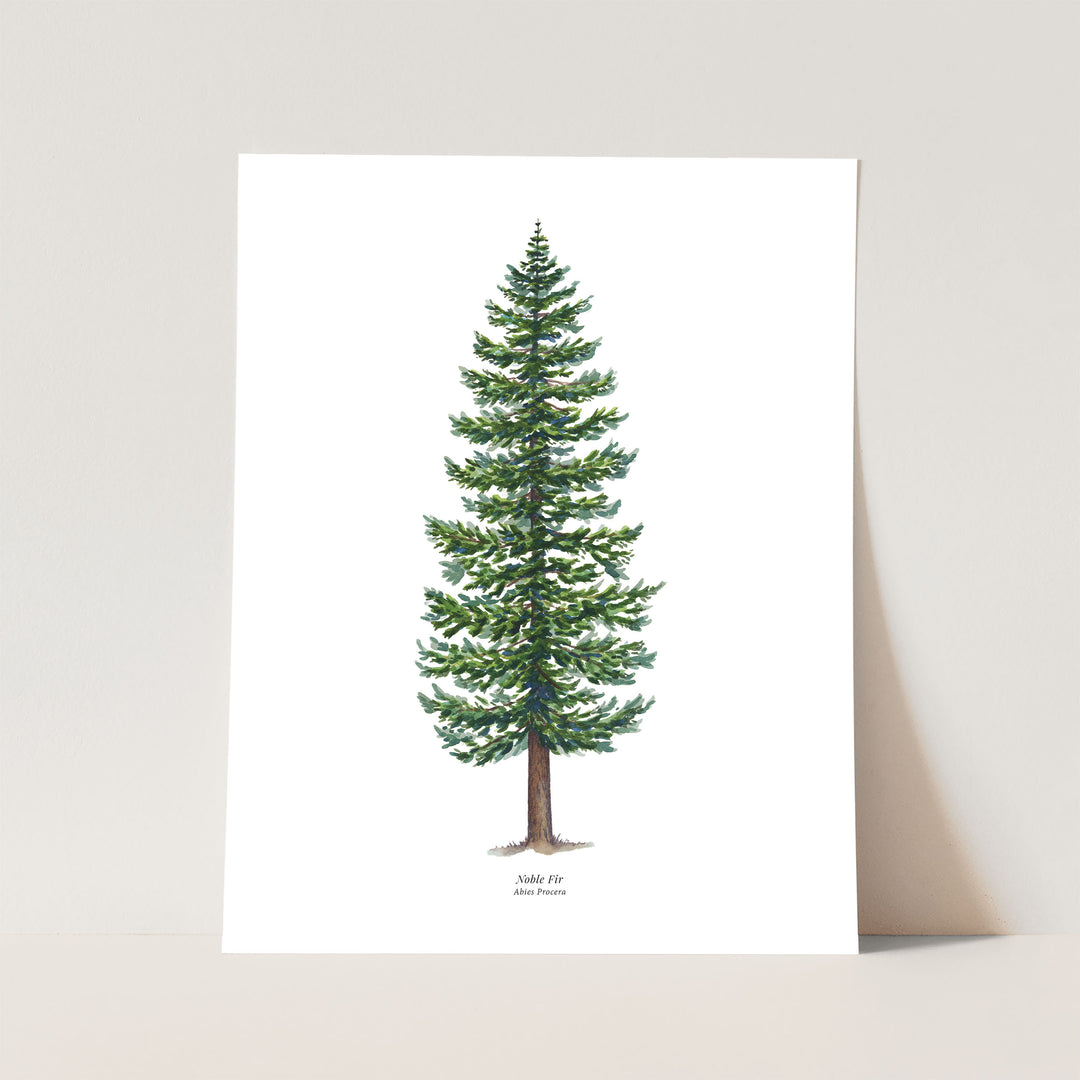 Noble Fir Evergreen Tree