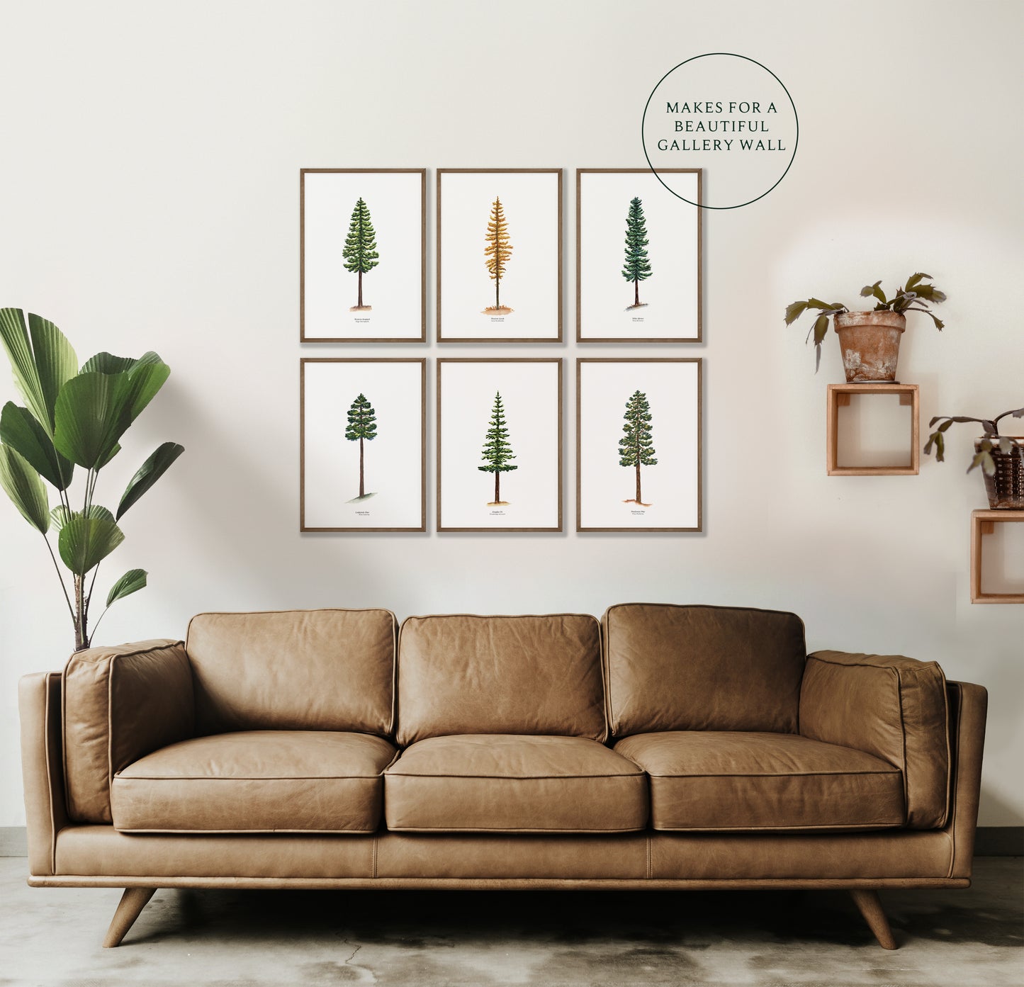 Conifer Evergreen Trees of the Pacific Northwest