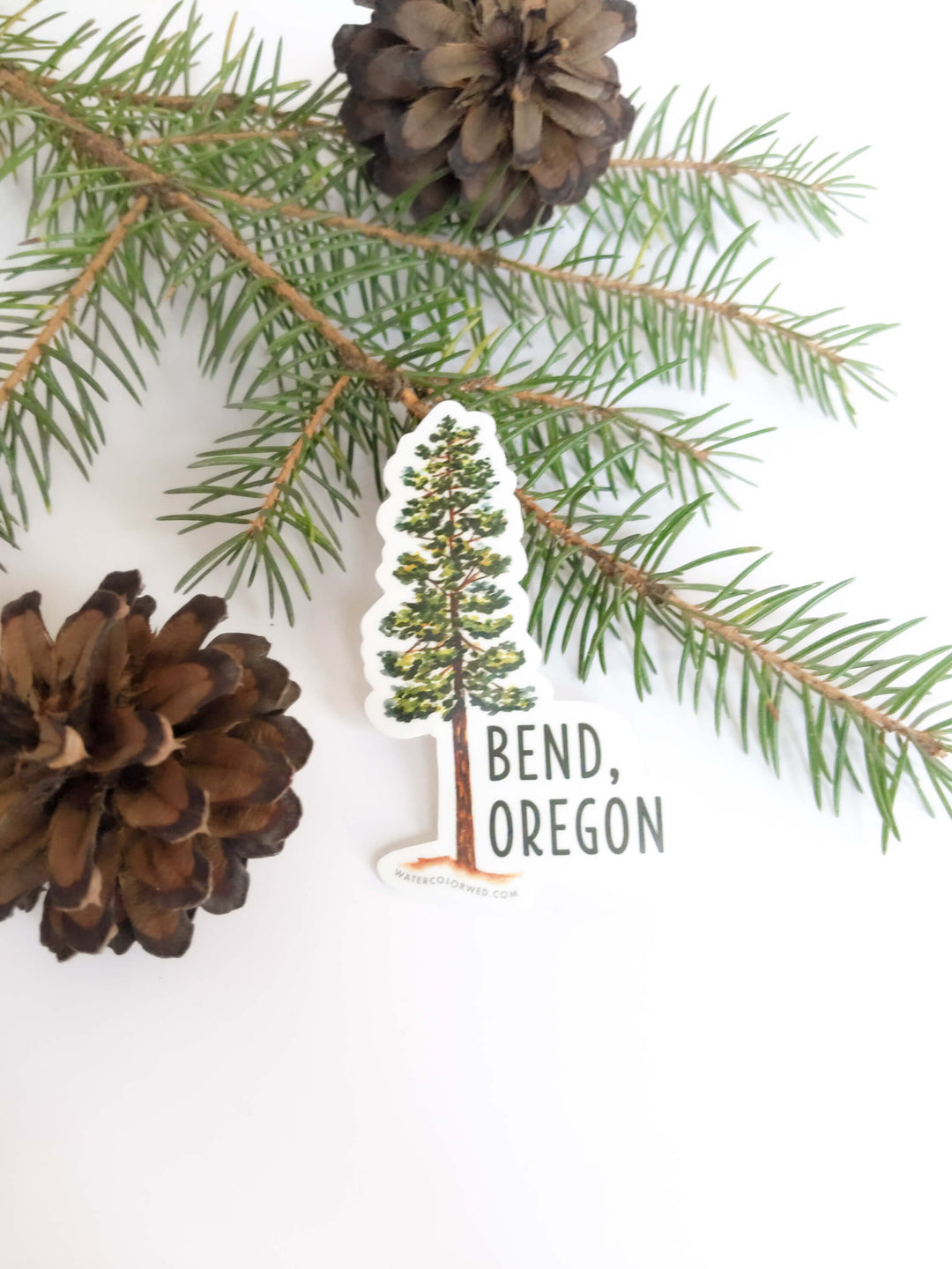 a pine cone with a pine tree sticker