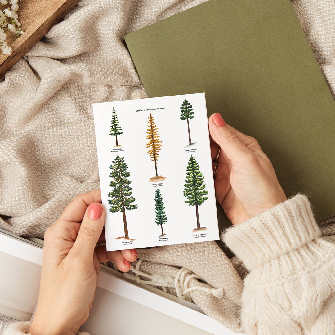 Conifers of the Pacific Northwest | Everyday Greeting Card Set of 6