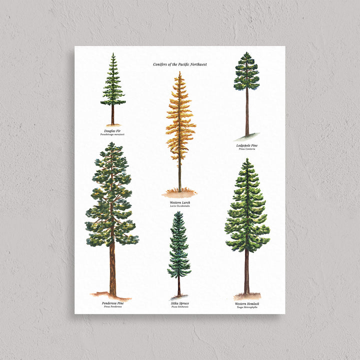 Conifer Evergreen Trees of the Pacific Northwest