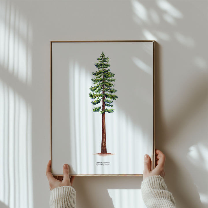 California Coastal Redwood Tree