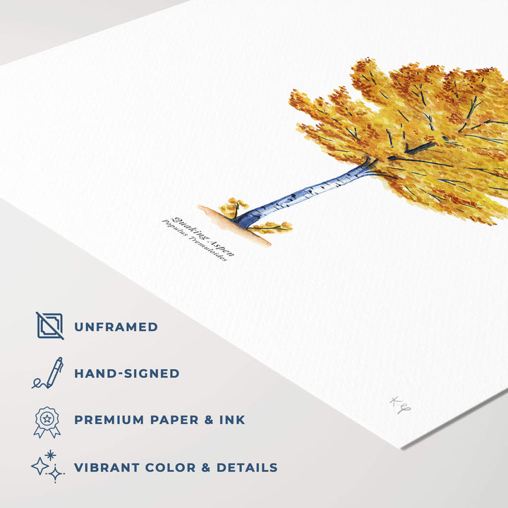 Quaking Aspen Tree