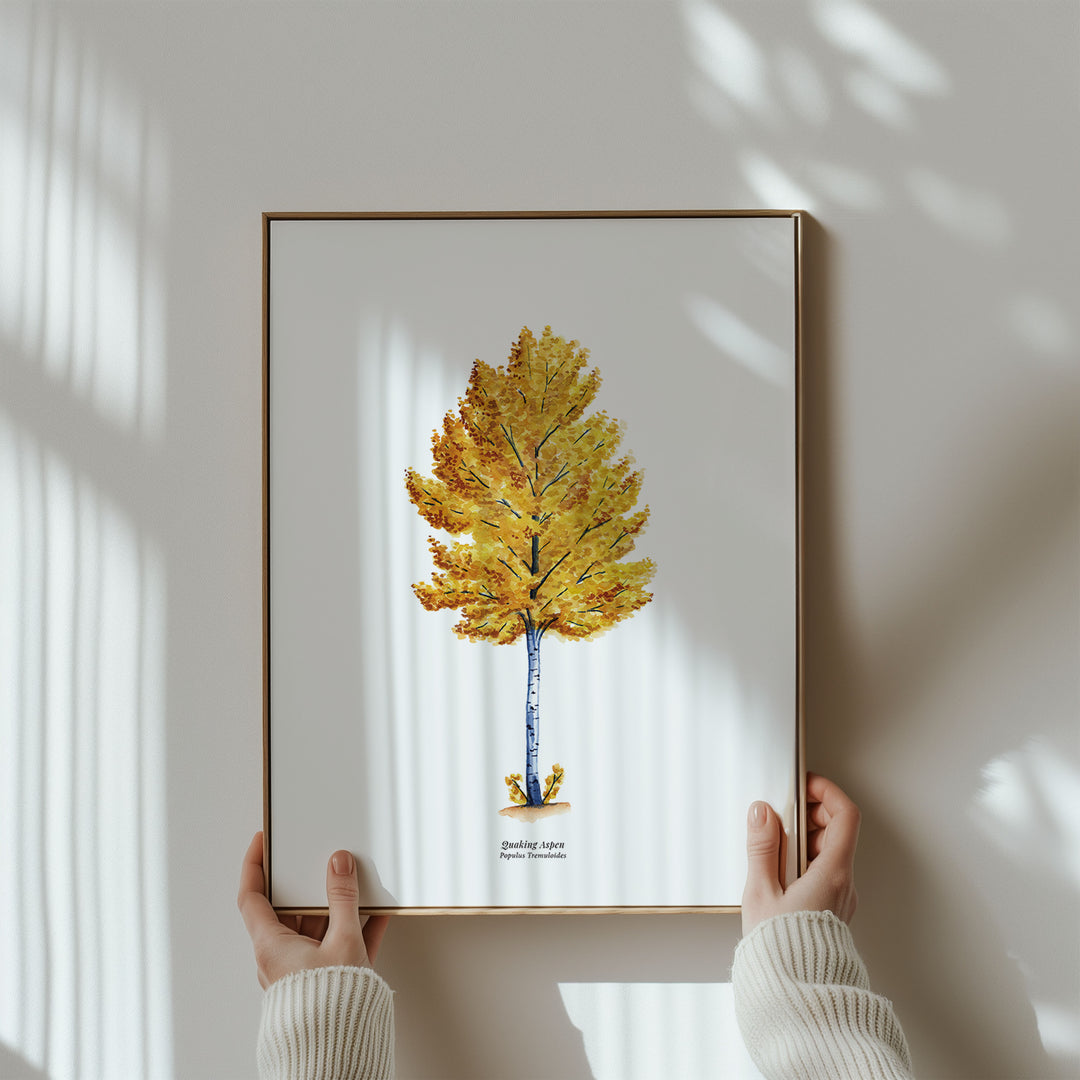 Quaking Aspen Tree