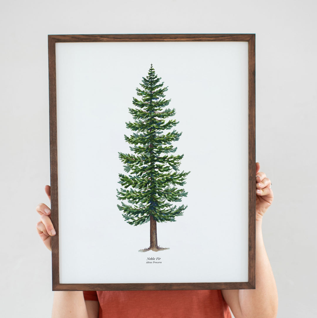 Noble Fir Evergreen Tree