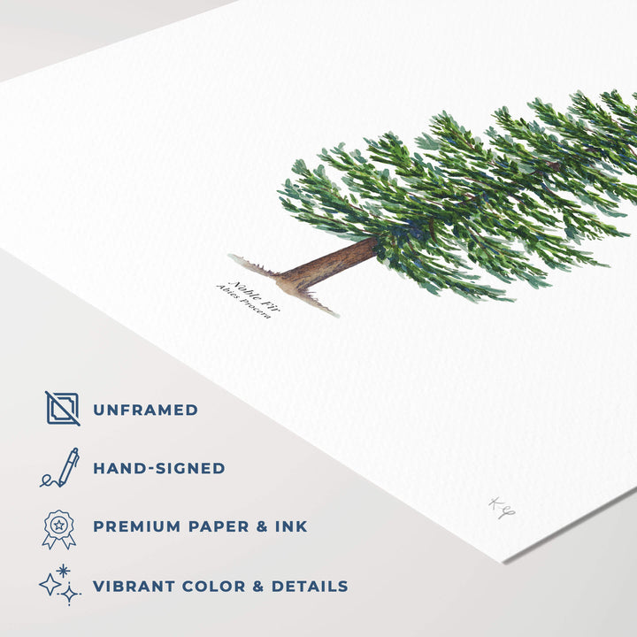 Noble Fir Evergreen Tree | Art Print