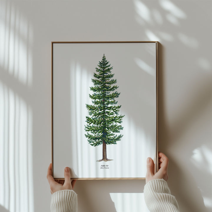 Noble Fir Evergreen Tree | Art Print