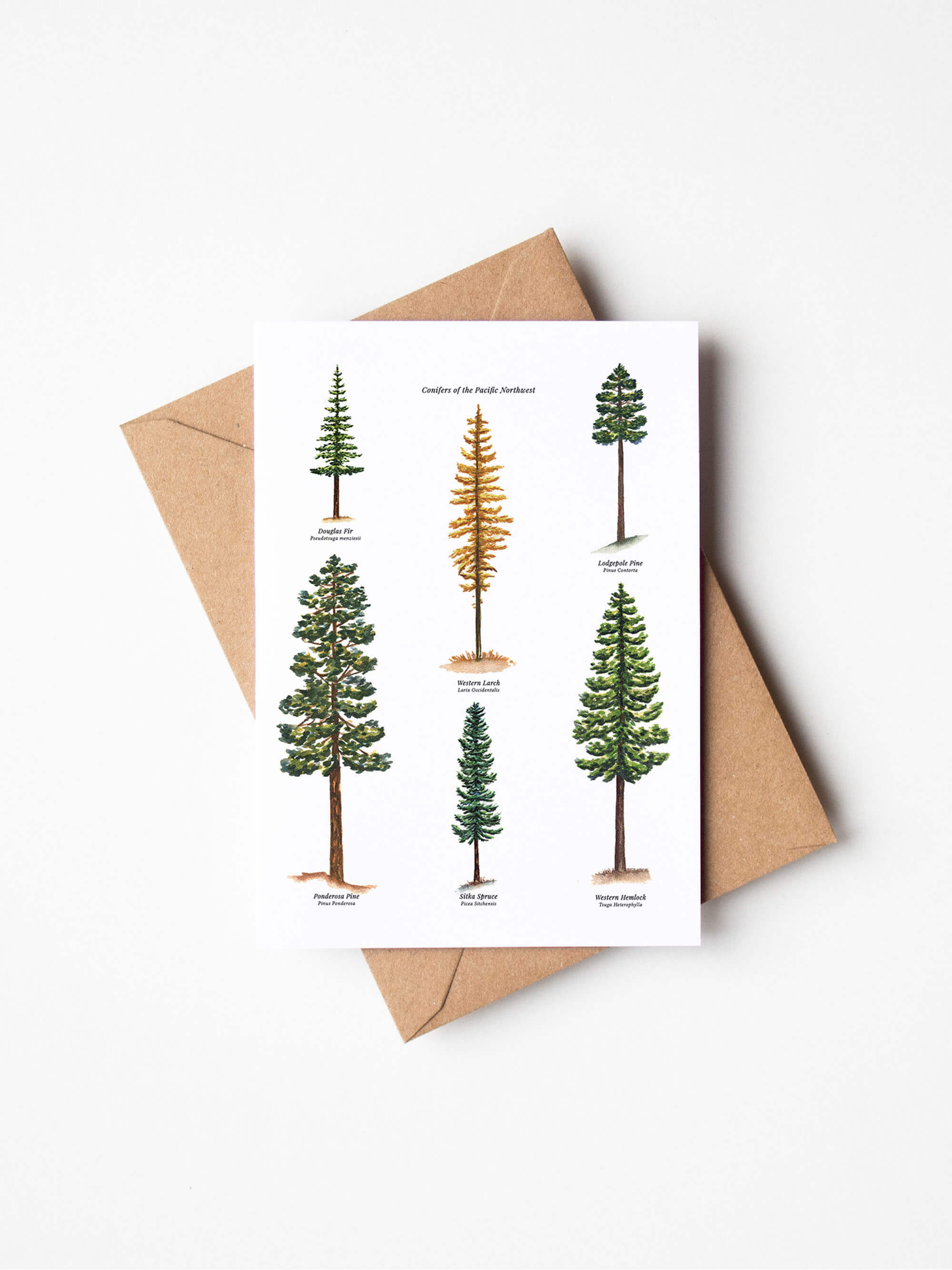 Conifers of the Pacific Northwest Everyday Greeting Card Notes ...