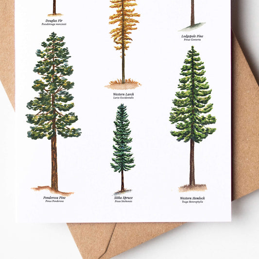 Conifers of the Pacific Northwest Everyday Greeting Card Notes | Set of 6