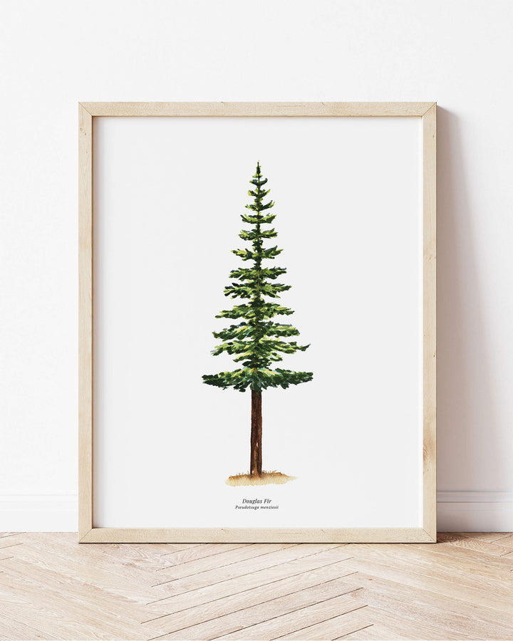 a picture of a douglas fir pine tree on a wall