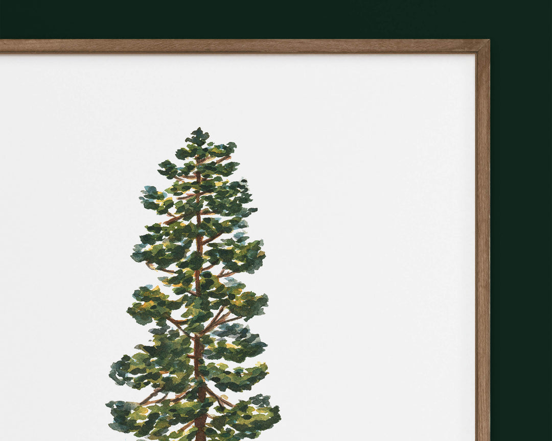 a watercolor painting of a pine tree detail view