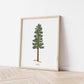 Ponderosa Pine Evergreen Tree