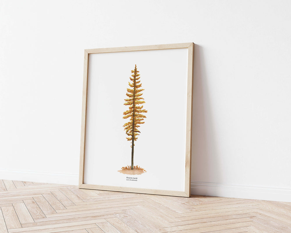 a framed watercolor print of a western larch in the fall
