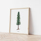 Sitka Spruce Evergreen Tree