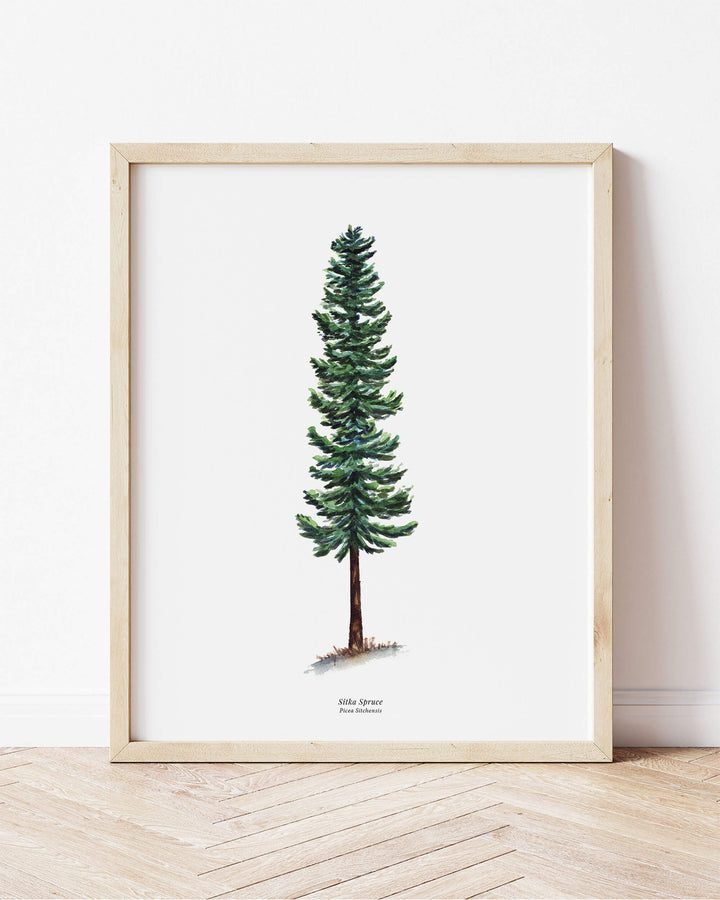 a picture of a sitka spruce tree on a wall