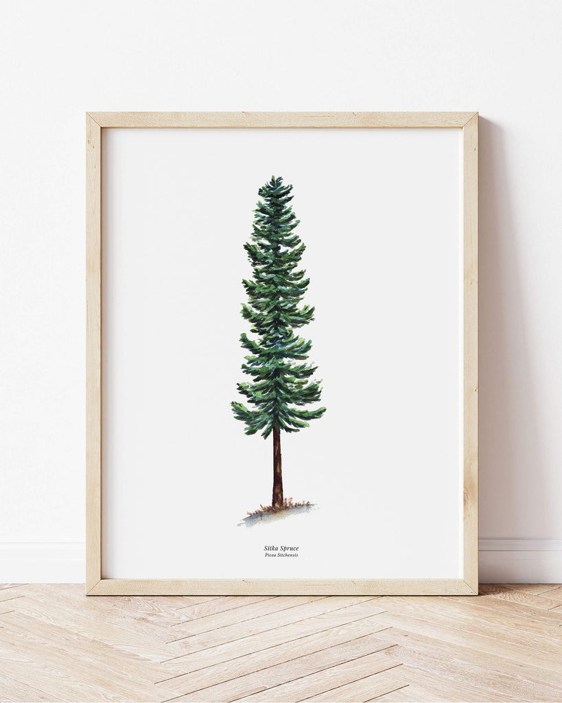 How To Draw A Sitka Spruce Tree