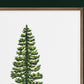 Western Hemlock Evergreen Tree
