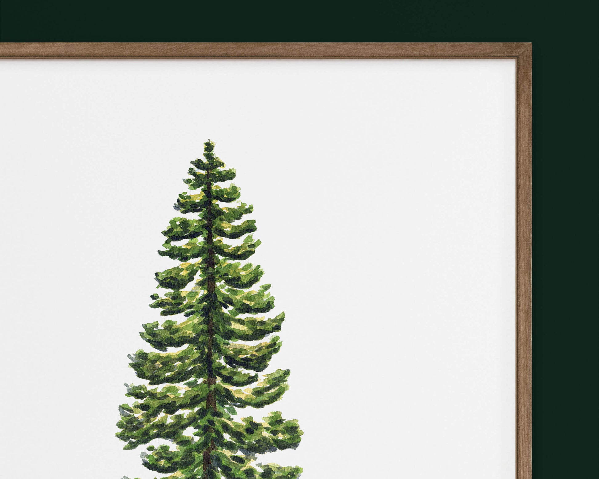 a close up picture of a pine tree in a frame