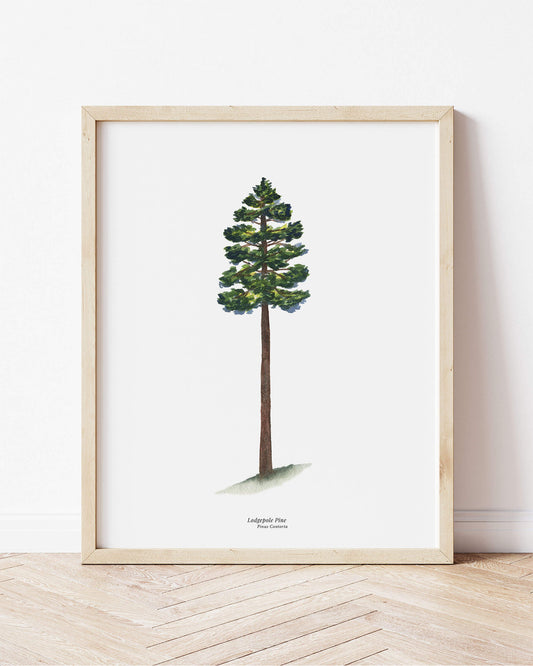 Lodgepole Pine Evergreen Tree