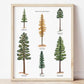 Conifer Evergreen Trees of the Pacific Northwest
