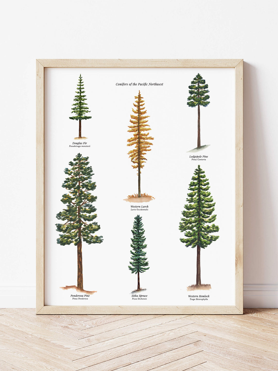 a picture of different types of pine trees