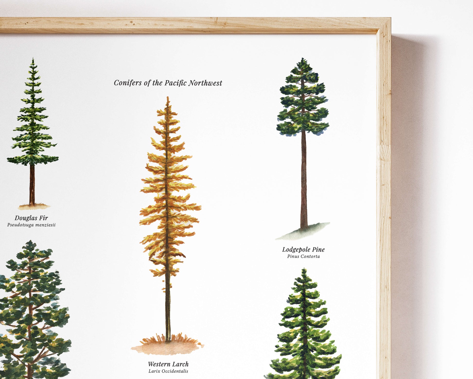 a picture of different types of pine trees